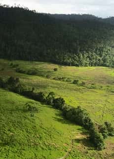 Program Perhutanan Sosial — masyarakat dan hutan sejahtera
