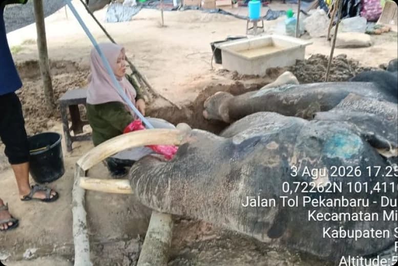 Tim medis merawat gajah binaan Jovi di PLG Minas