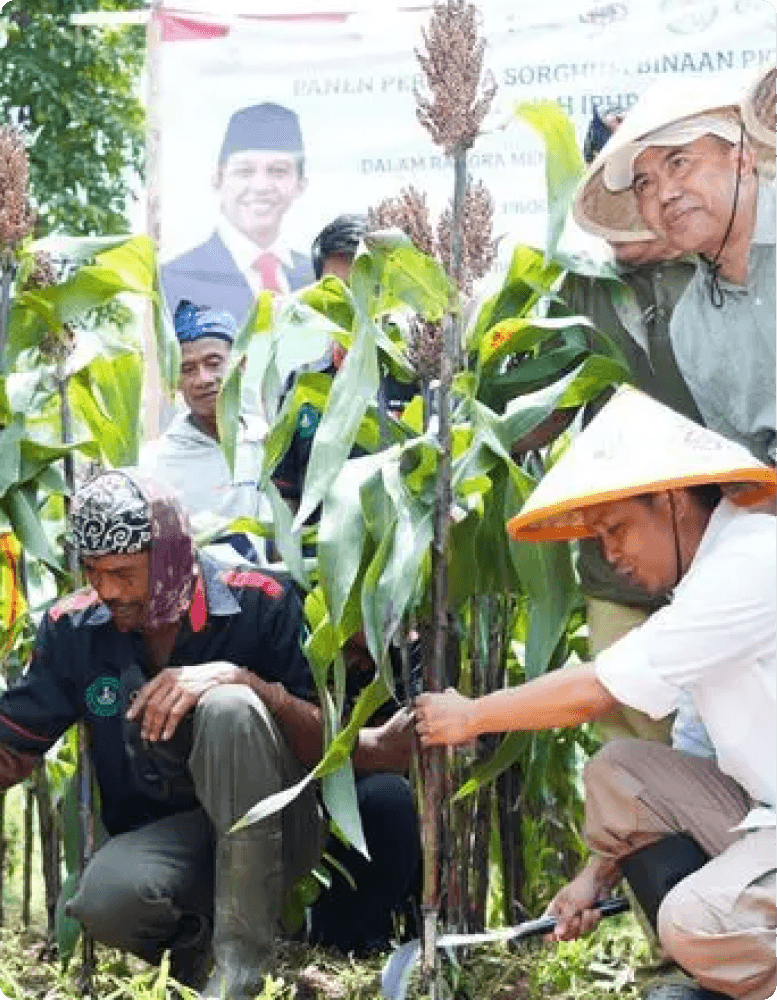 Panen perdana sorgum di lahan perhutanan sosial dengan Menteri Kehutanan