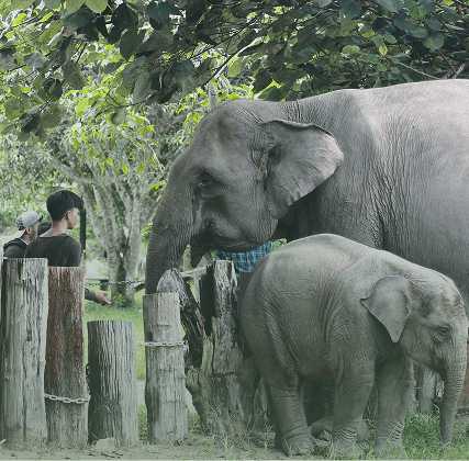 Jumlah Pengunjung Kawasan Konservasi