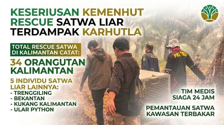 Kemenhut Rescue Satwa Liar Terdampak Karhutla